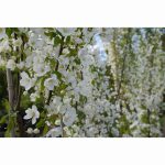 MALUS WEDDING BOUQUET 12 Litre pot