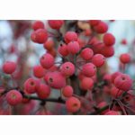 MALUS ADMIRATION 11.5 Litre pot