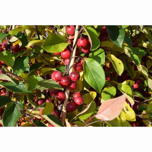 MALUS GORGEOUS 12 Litre pot