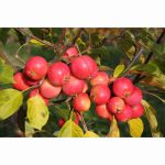 MALUS JELLY KING 12 Litre pot