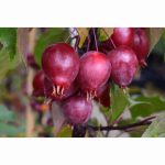 MALUS RED OBELISK 12 Litre pot