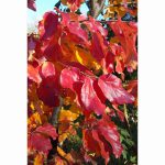 PARROTIA PERSIAN SPIRE 12 Litre pot