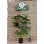 PAULOWNIA TOMENTOSA 12 Litre pot