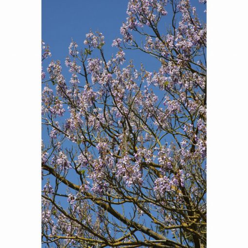 PAULOWNIA TOMENTOSA 12 Litre pot - Image 2