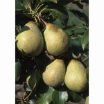 PEAR BETH QUINCE A 12 Litre pot