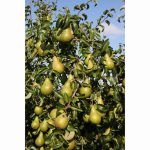 PEAR CONCORDE QUINCE A 12 Litre pot