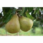 PEAR DOYENNE DU COMICE QUINCE A 12 Litre pot