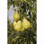 PEAR WILLIAMS BON CHRETIEN QUINCE ELINE 11.5 Litre pot