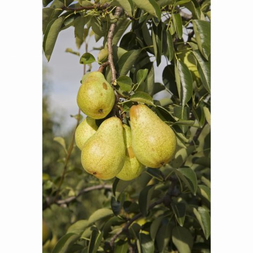 PEAR WILLIAMS BON CHRETIEN QUINCE ELINE 11.5 Litre pot