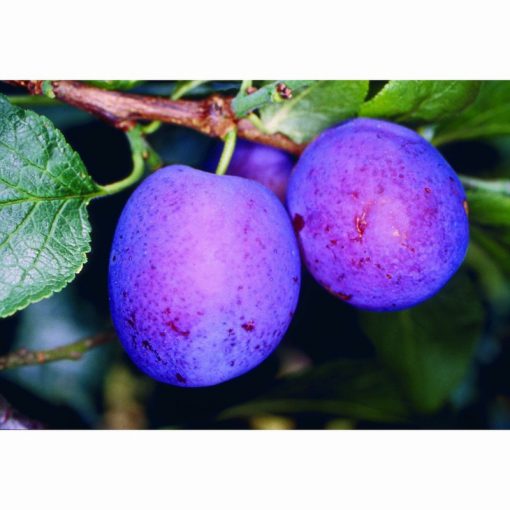 PLUM HERMAN ST JULIEN 12 Litre pot