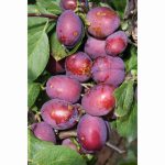 PLUM JUBILEE ST JULIEN 12 Litre pot