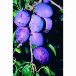 PLUM RIVERS EARLY PROLIFIC ST JULIEN 12 Litre pot