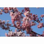 PRUNUS ACCOLADE 12 Litre pot