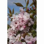 PRUNUS AMANOGAWA 12 Litre pot