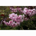 PRUNUS ROYAL BURGUNDY 12 Litre pot