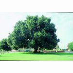 QUERCUS ROBUR (ENGLISH OAK) 12 Litre pot