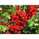 REDCURRANT ROVADA 7 Litre pot