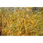 SALIX YELVERTON 12 Litre pot