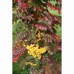 SORBUS JOSEPH ROCK 12 Litre pot