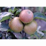 APPLE BLENHEIM ORANGE M27 11.5 Litre pot