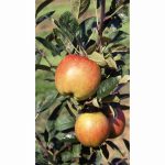 APPLE BRAEBURN M27 11.5 Litre pot