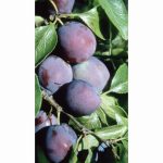 PLUM MARJORIES SEEDLING ST JULIEN 12 Litre pot