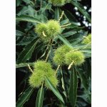 CASTANEA SATIVA (Sweet Chestnut) 12 Litre pot