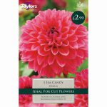 DAHLIA ISA CANDY I PRE-PACK