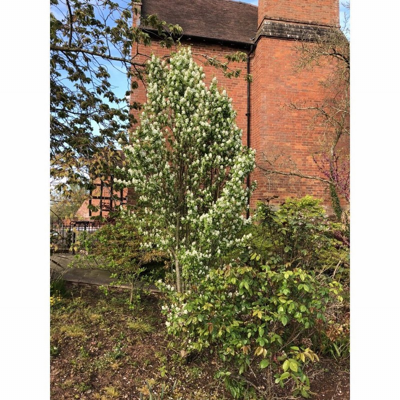 AMELANCHIER ALN OBELISK 12 Litre pot - Monkton Elm Garden Centre