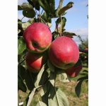 APPLE EDEN M27 11.5 Litre pot