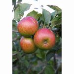 APPLE LORD LAMBOURNE MM106 12 Litre pot