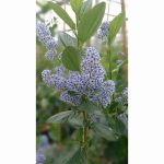 CEANOTHUS TREWITHEN BLUE 12 Litre pot