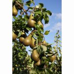 PEAR CONFERENCE QUINCE ELINE 11.5 Litre pot