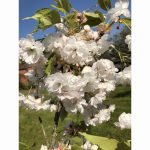 PRUNUS BLUSHING BRIDE (SHOGETSU) 12 Litre pot