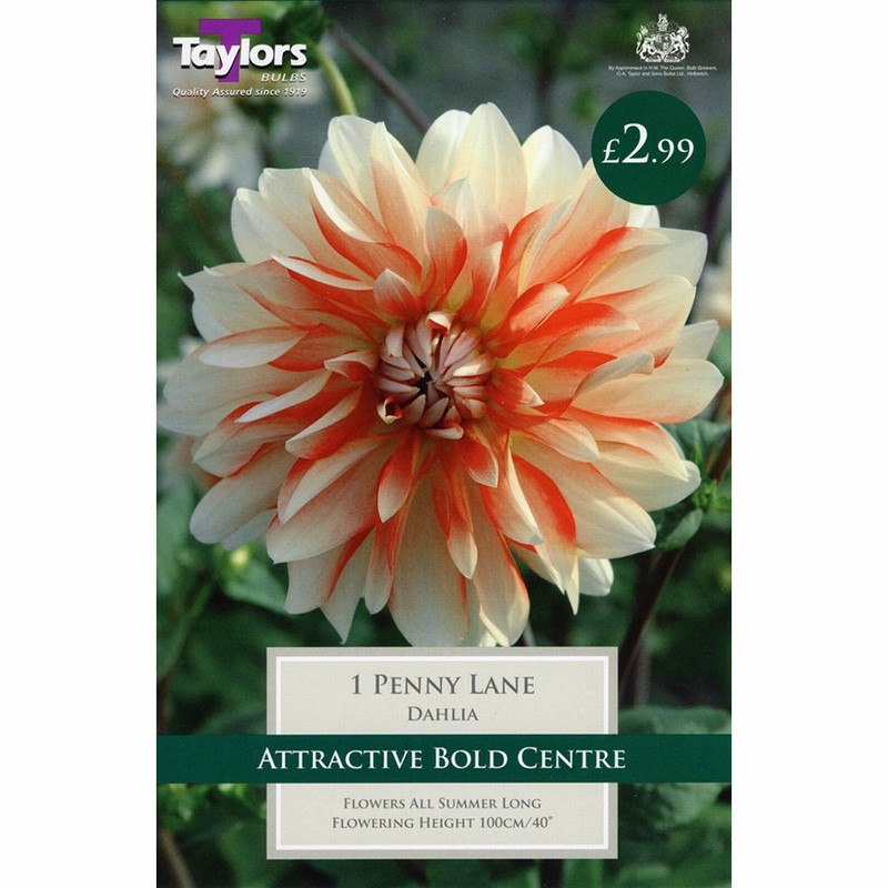 DECORATIVE DAHLIA PENNY LANE | Monkton Elm Garden Centre | Taunton