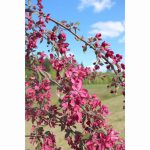 MALUS CRIMSON CASADE 12 Litre pot