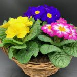 PRIMROSE BASKET