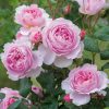 THE ANCIENT MARINER (David Austin Rose) 6 Litre Pot