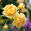 GOLDEN CELEBRATION (David Austin Rose)