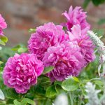 PRINCESS ANNE (David Austin Rose) 6 Litre pot