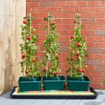 TOMATO GRO-BOX TRIPLE PACK