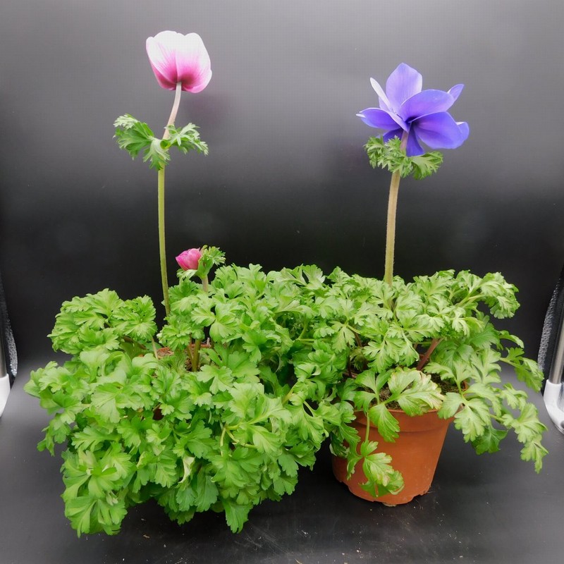 ANEMONE HARMONY 13CM POT | Monkton Elm Garden Centre | Taunton