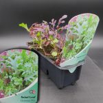 SALAD LEAF ORIENTAL MIX (STRIP OF 12)