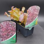 LETTUCE RED SALAD BOWL (STRIP OF 6)