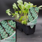 BRUSSEL SPROUTS - BRILLIANT F1 - STRIP OF 8