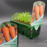 CARROT CHANTENAY - RED CORED - STRIP OF 32