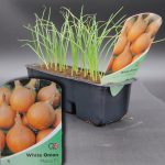 ONION WHITE - MARCO F1 - STRIP OF 32