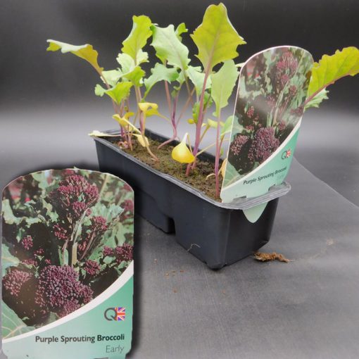 PURPLE SPROUTING BROCCOLI EARLY - STRIP OF 8