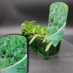 SPINACH - BABY LEAF - STRIP OF 12