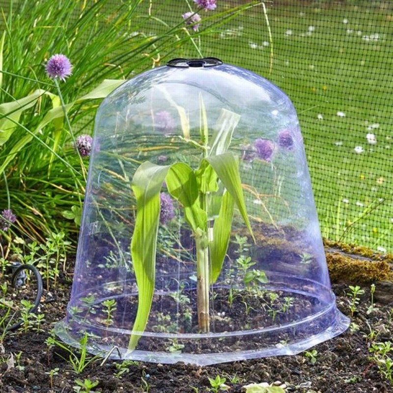 Как защитить растение от заморозков. Клош садовый. Пластиковый колпак для укрытия растений. Пластиковый колпак для растений. Защитный колпак для растений.